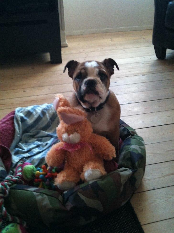 Engelsk bulldog Bella billede 8