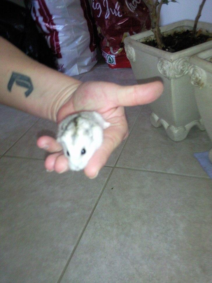 Blanding af racer mille - Hovsa det er vores lille hamster det er en fejl det er på men så lille fyr også med gg :0) billede 3