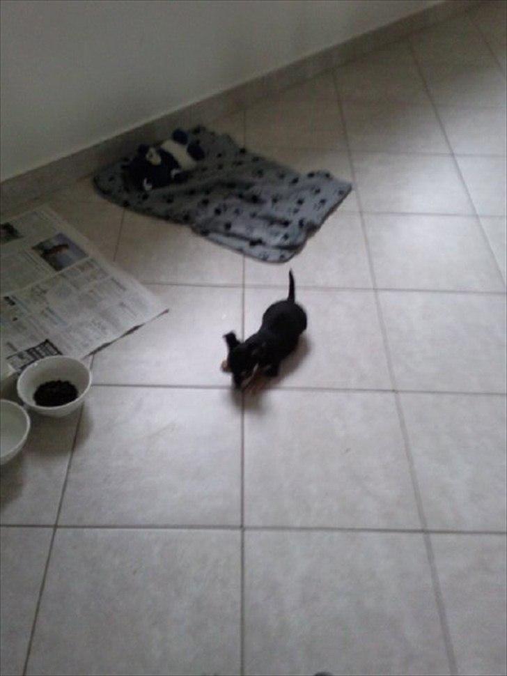 Blanding af racer mille billede 4