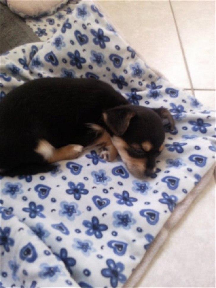 Blanding af racer mille billede 5