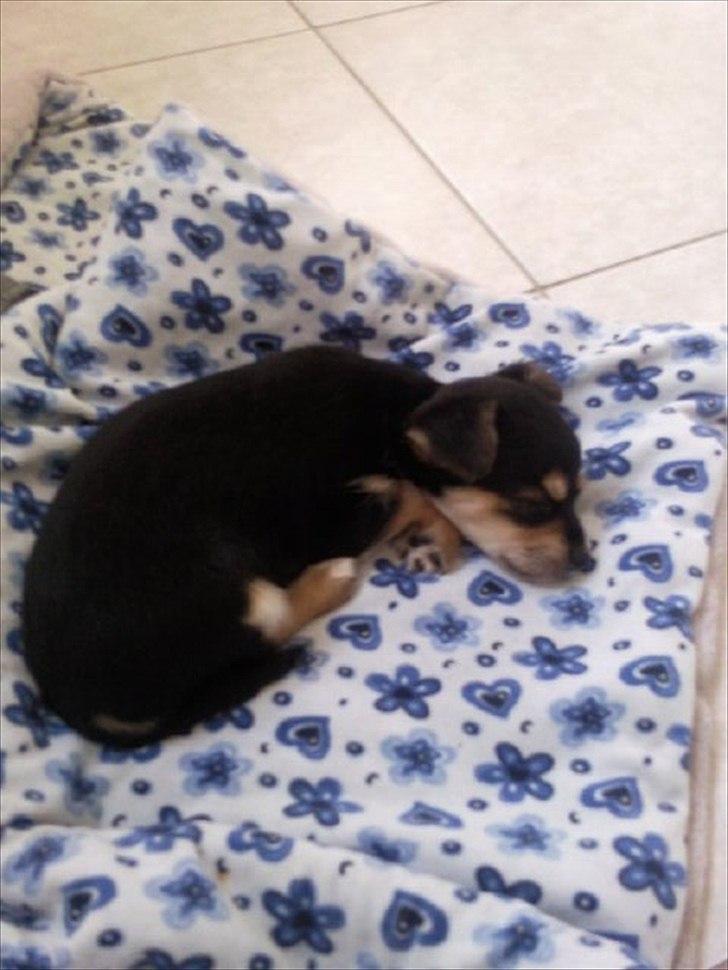 Blanding af racer mille billede 6