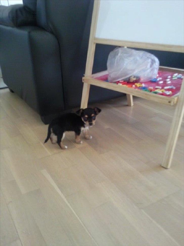 Blanding af racer mille billede 7