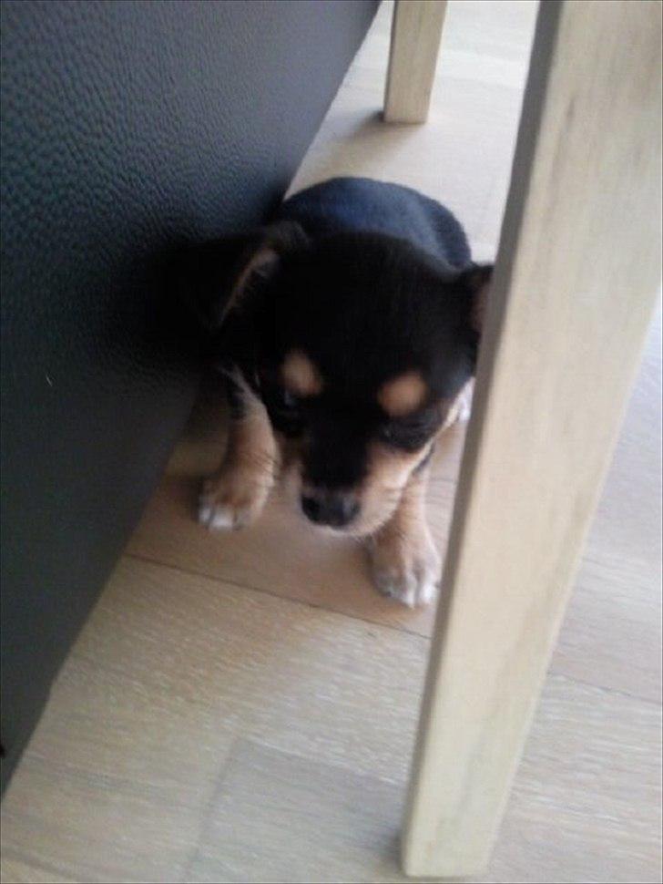 Blanding af racer mille billede 8