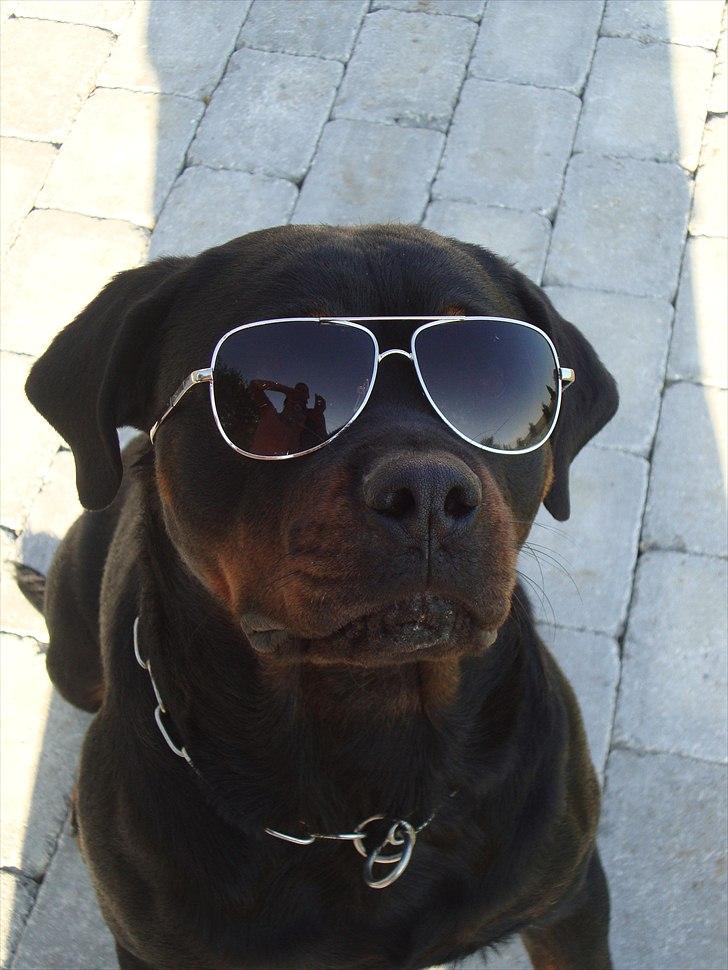 Rottweiler Dosi billede 14