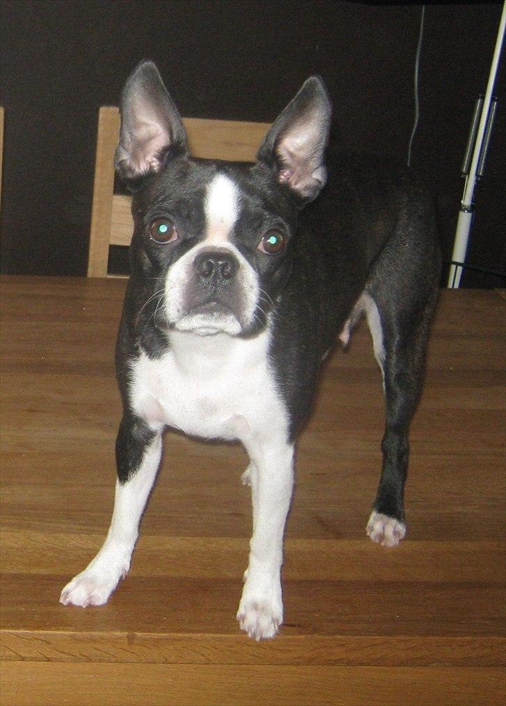 Boston terrier Tami - Tami har en forkærlighed for spisebordet ;-) billede 1