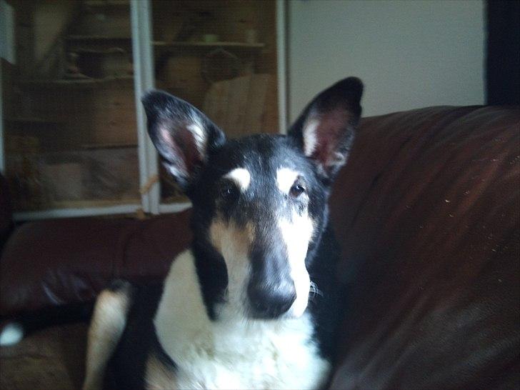 Collie korthåret Filla (R.I.P) - Taget et par dage før hendes død. billede 1