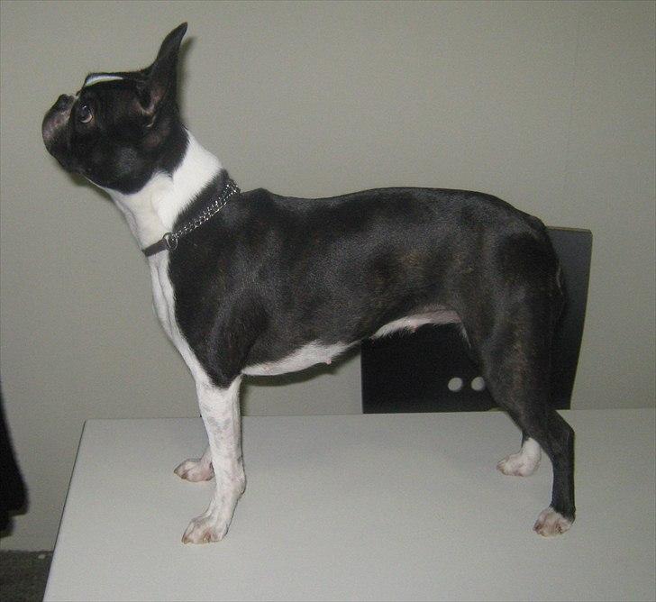 Boston terrier Tami - På udstilling billede 2
