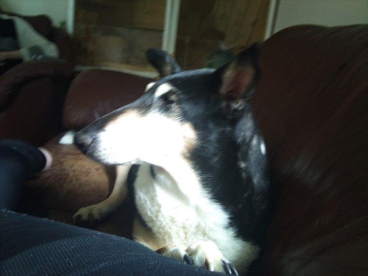 Collie korthåret Filla (R.I.P) billede 2