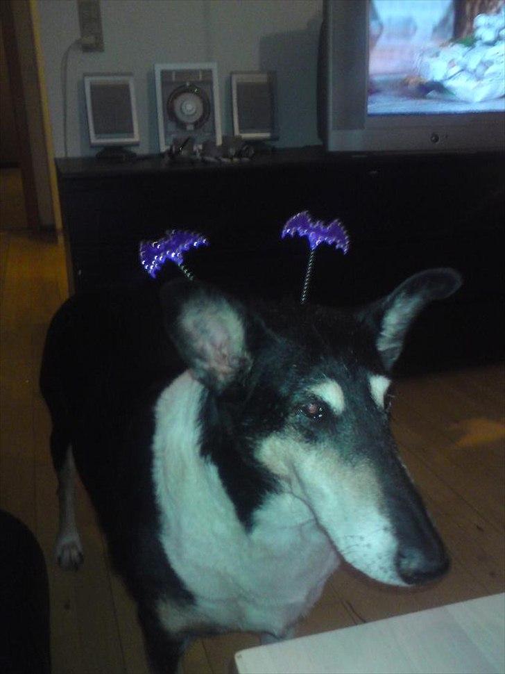 Collie korthåret Filla (R.I.P) - Nytårsaften... hun var såååå fin. billede 3