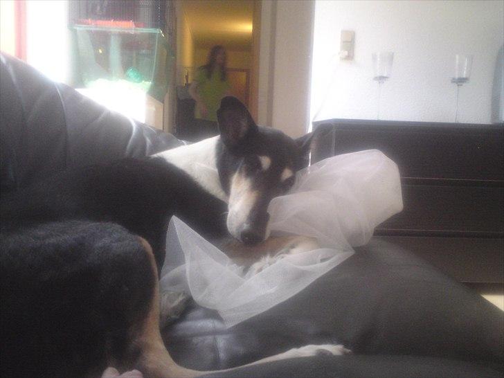 Collie korthåret Filla (R.I.P) - Prinsessen i et brus af tyl billede 4