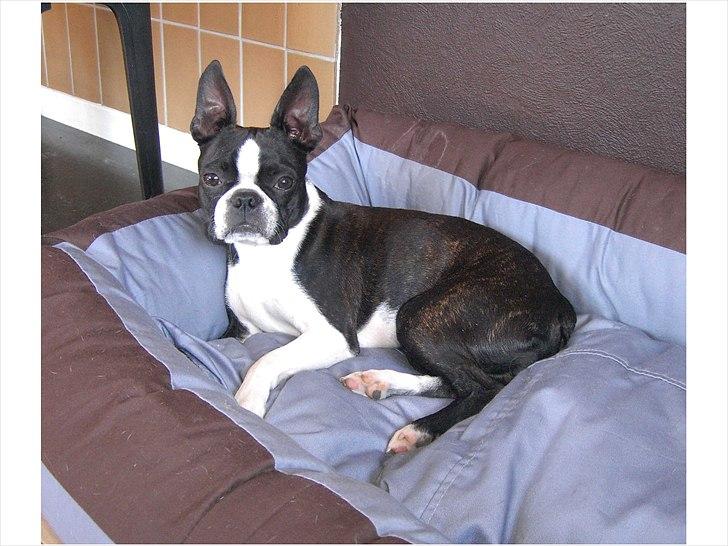 Boston terrier Tami - En rolig stund som 8 måneder gammel billede 3