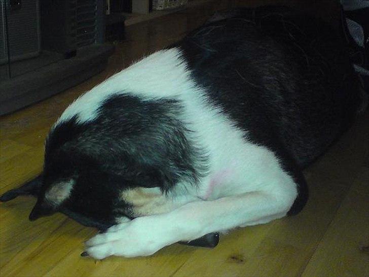 Collie korthåret Filla (R.I.P) - Filla leger gemmesnude. billede 5