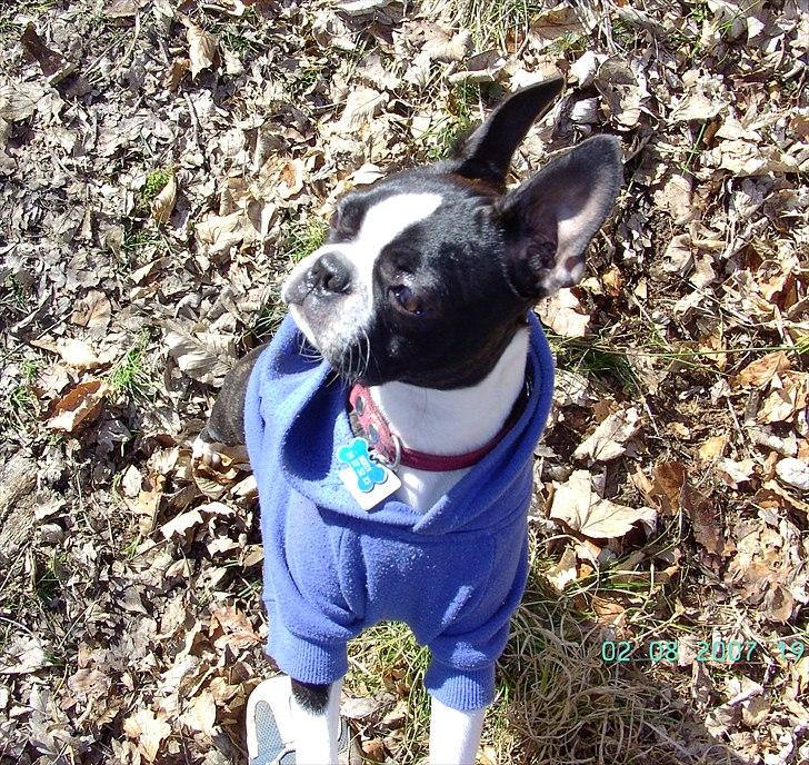 Boston terrier Tami - En tur i hundeskoven billede 4