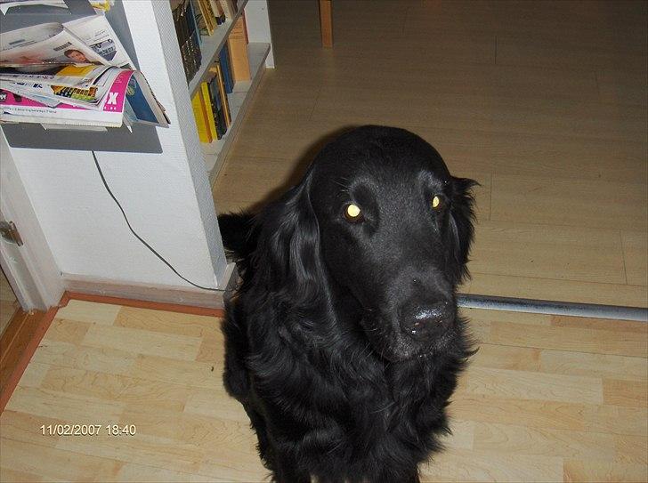 Flat coated retriever Black Amandas JellyBean (Camillo) R.I.P :') billede 1