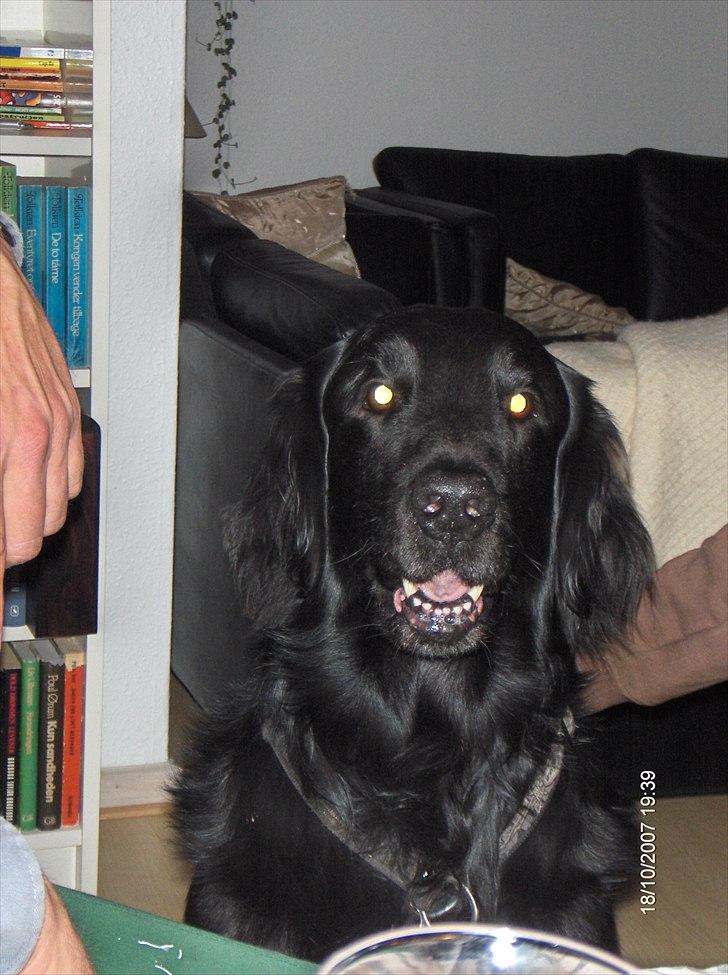 Flat coated retriever Black Amandas JellyBean (Camillo) R.I.P :') billede 2