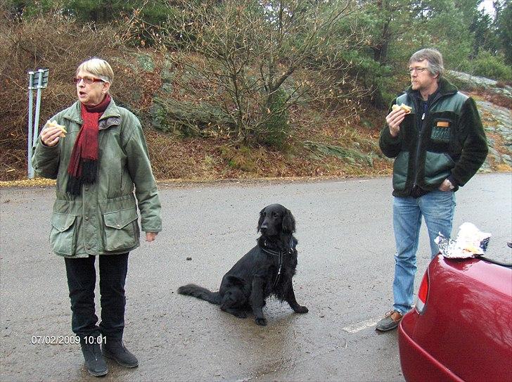 Flat coated retriever Black Amandas JellyBean (Camillo) R.I.P :') - Sverige med Far & Farmor billede 3