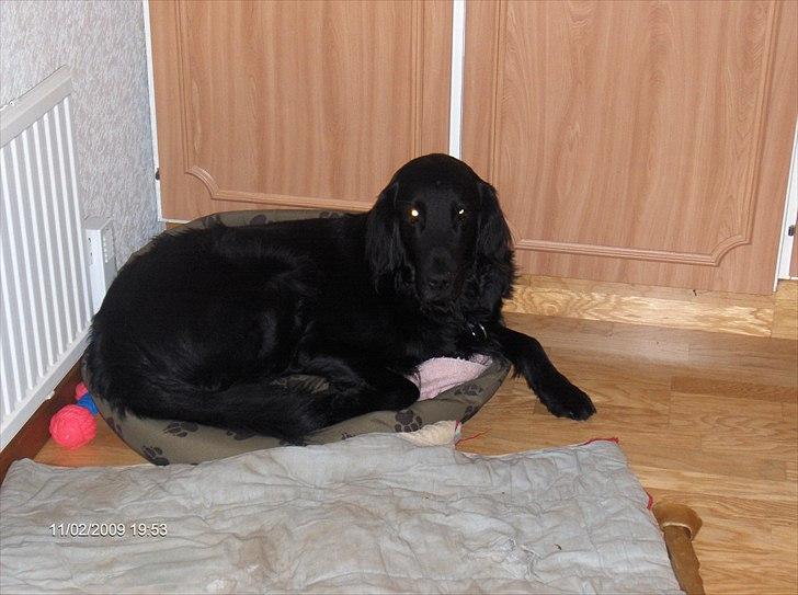 Flat coated retriever Black Amandas JellyBean (Camillo) R.I.P :') billede 4