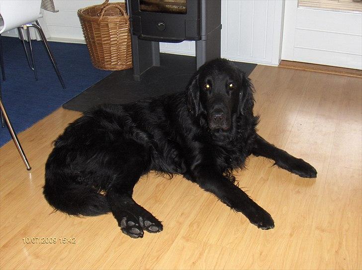 Flat coated retriever Black Amandas JellyBean (Camillo) R.I.P :') billede 5