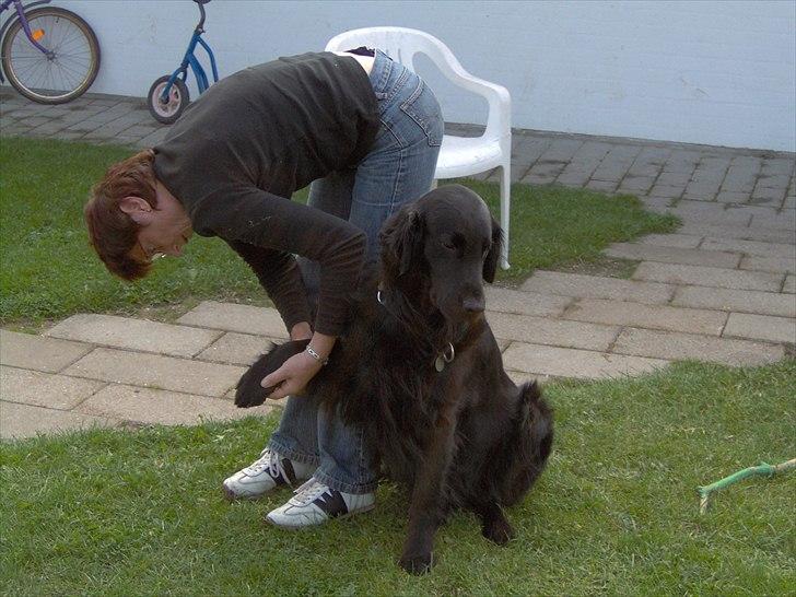 Flat coated retriever Black Amandas JellyBean (Camillo) R.I.P :') - Poterne skal ordnes :i billede 6