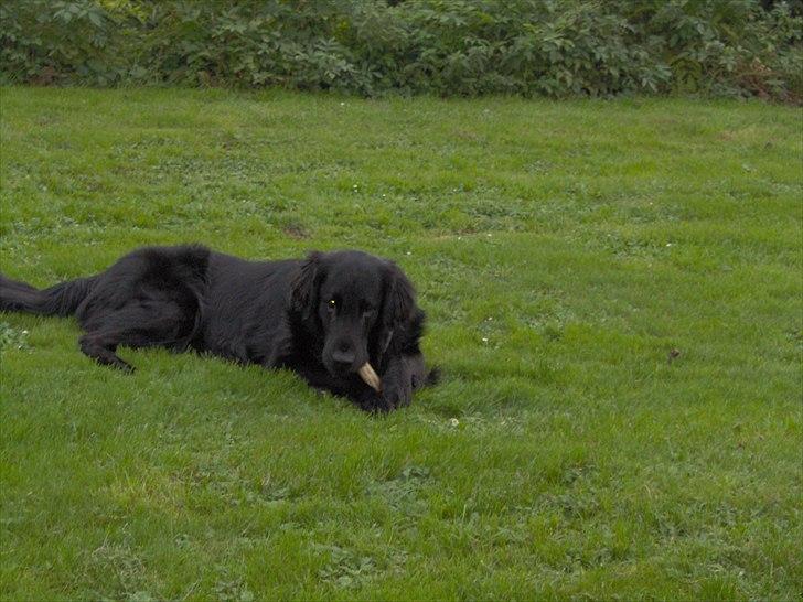 Flat coated retriever Black Amandas JellyBean (Camillo) R.I.P :') - En lidt yngre Millo :) billede 7
