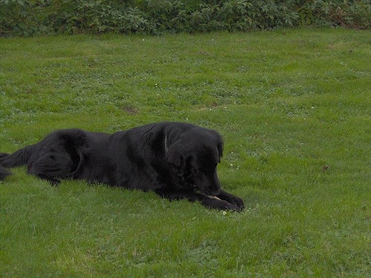 Flat coated retriever Black Amandas JellyBean (Camillo) R.I.P :') - En lidt yngre Millo :) billede 8