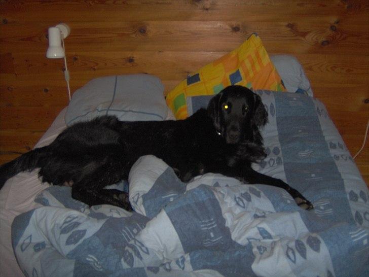 Flat coated retriever Black Amandas JellyBean (Camillo) R.I.P :') billede 9