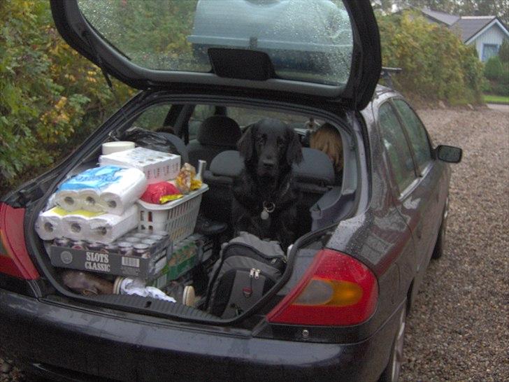 Flat coated retriever Black Amandas JellyBean (Camillo) R.I.P :') - Der var altid plads bag i til millo :* billede 10
