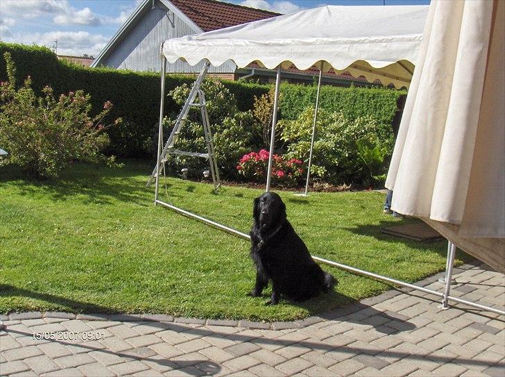 Flat coated retriever Black Amandas JellyBean (Camillo) R.I.P :') billede 12