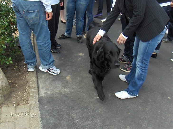 Flat coated retriever Black Amandas JellyBean (Camillo) R.I.P :') - De fulde Studenter skal også passes :) billede 13
