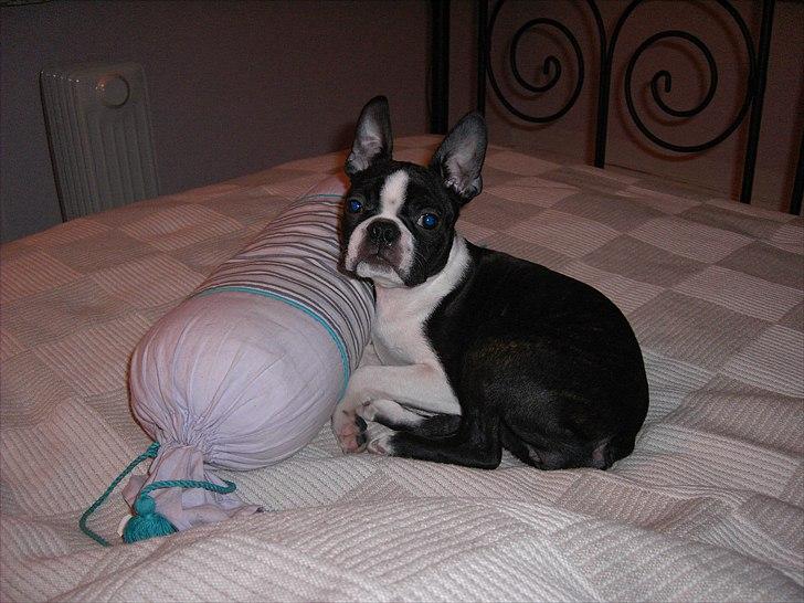 Boston terrier Tami - Tami som barn billede 5