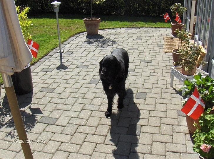 Flat coated retriever Black Amandas JellyBean (Camillo) R.I.P :') billede 14