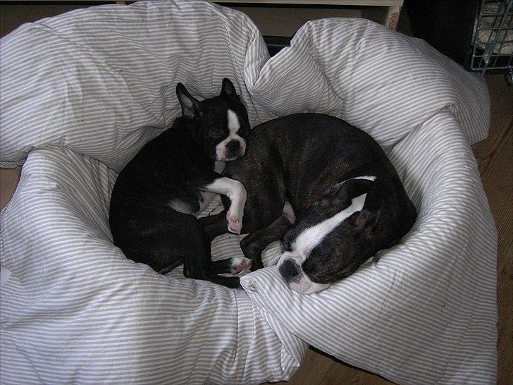 Boston terrier Tami - Sover trygt hos Kaj billede 6