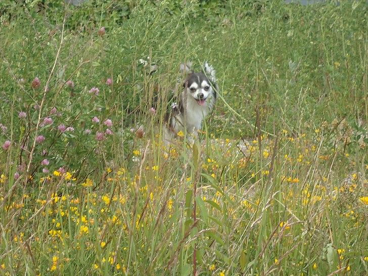 Chihuahua Snoopy billede 9