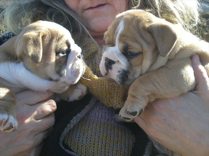 Engelsk bulldog otto - mine børn.. billede 9