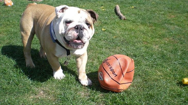 Engelsk bulldog otto - elsker bolde billede 10