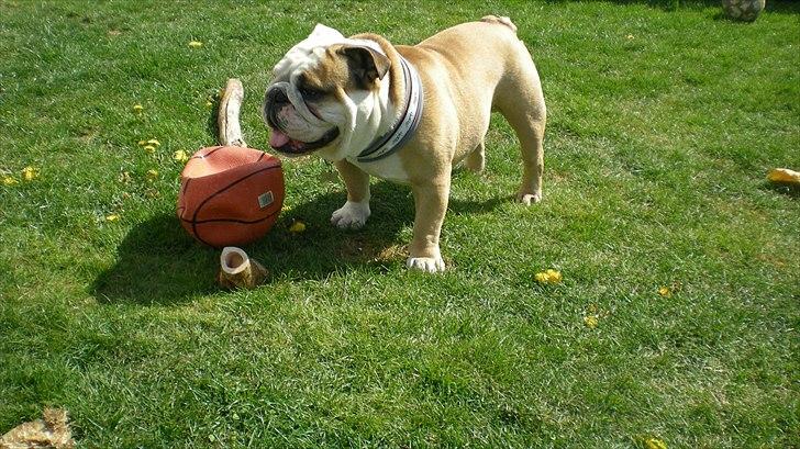 Engelsk bulldog otto - sommer, sol og fodbold.. det er sagen billede 11