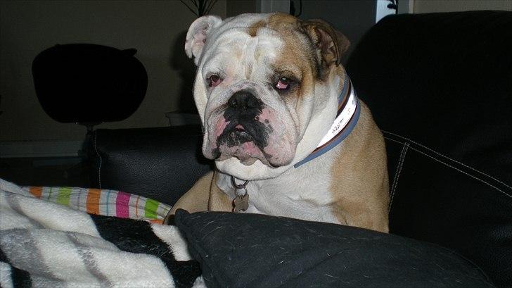 Engelsk bulldog otto - ja læg så det kamera.. billede 12