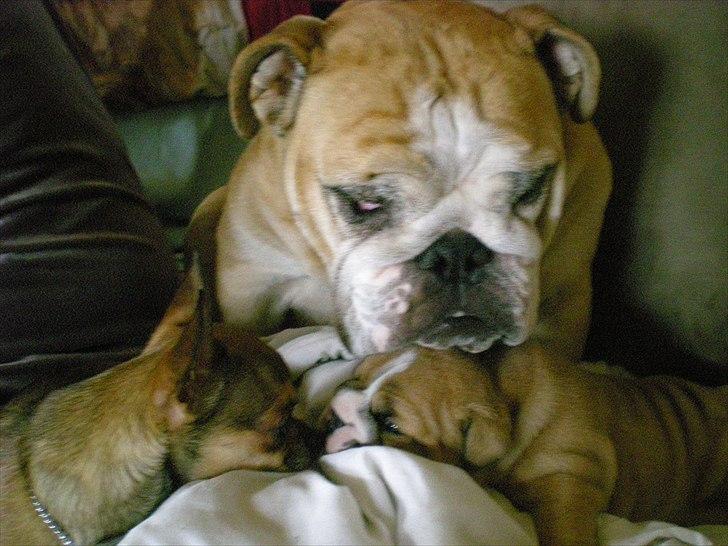 Chihuahua Lille puslings FRIDA - hvad er du for en rynke næse? billede 12