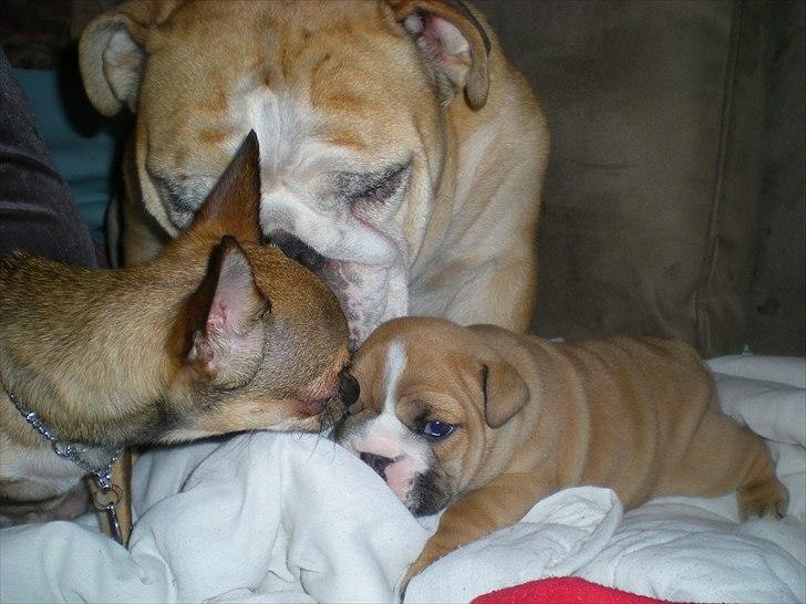 Chihuahua Lille puslings FRIDA - nåhh du er salli og ottos hvalp billede 13