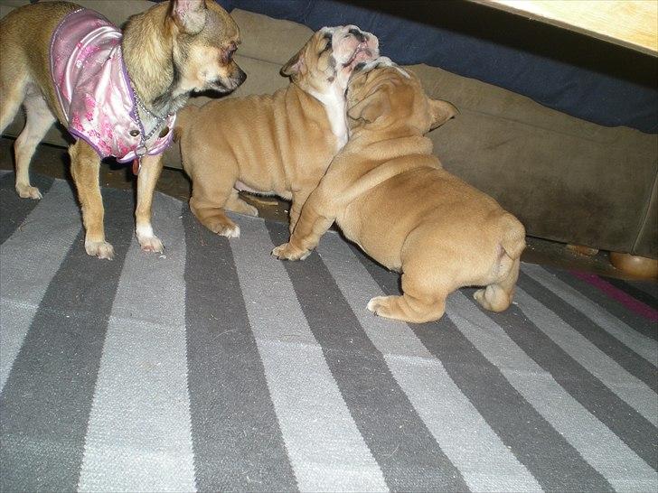 Chihuahua Lille puslings FRIDA - baby sitting billede 14