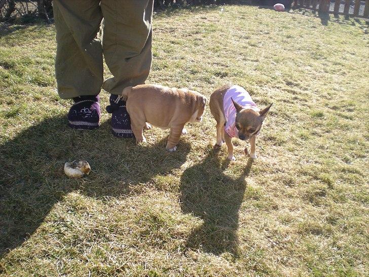 Chihuahua Lille puslings FRIDA - la da vær billede 15