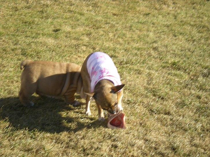 Chihuahua Lille puslings FRIDA - det MIT ben billede 16