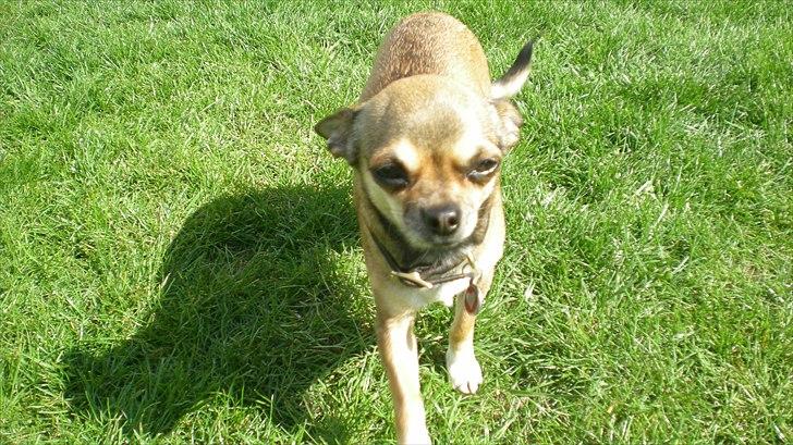 Chihuahua Lille puslings FRIDA - fars prinsesse billede 17
