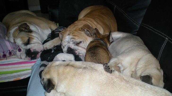 Chihuahua Lille puslings FRIDA - jo der er vist lige plads til mig billede 18