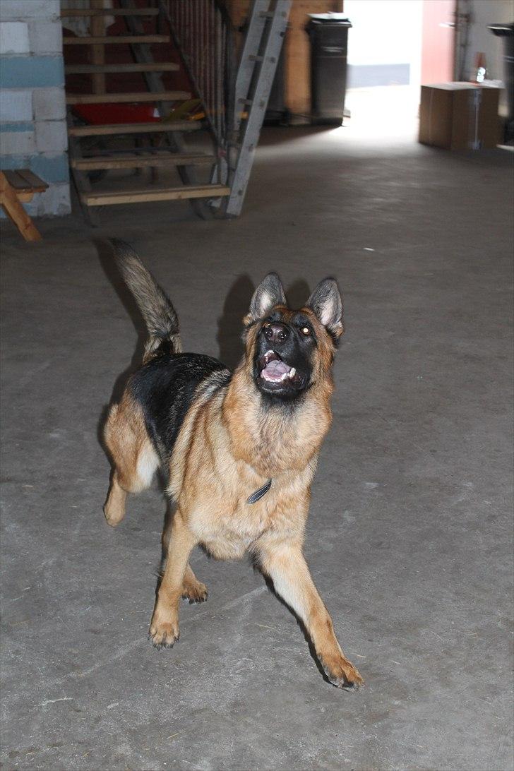 Schæferhund Team Sufra Fanti <3 billede 18