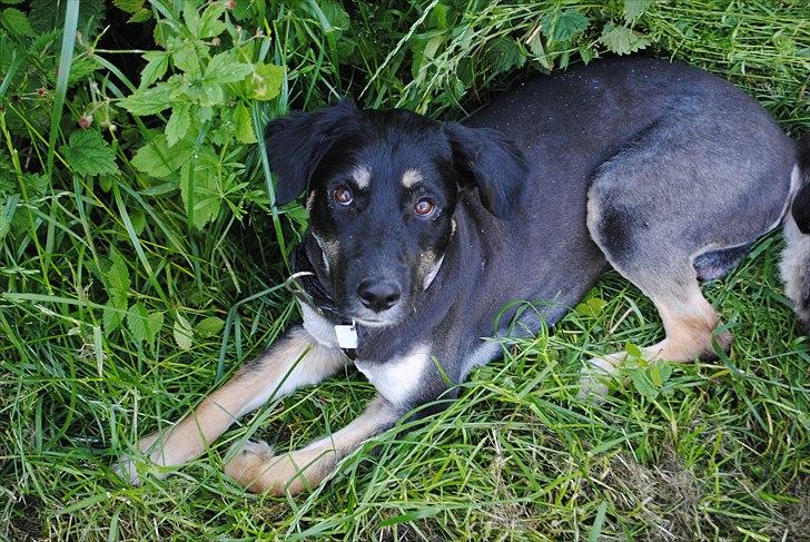 Blanding af racer Buddha - den 14/06/2011 
Min nye sommer frisure. billede 18