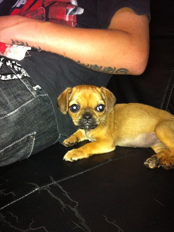 Blanding af racer Freja  - der hygger hun med en kammerat (: billede 1