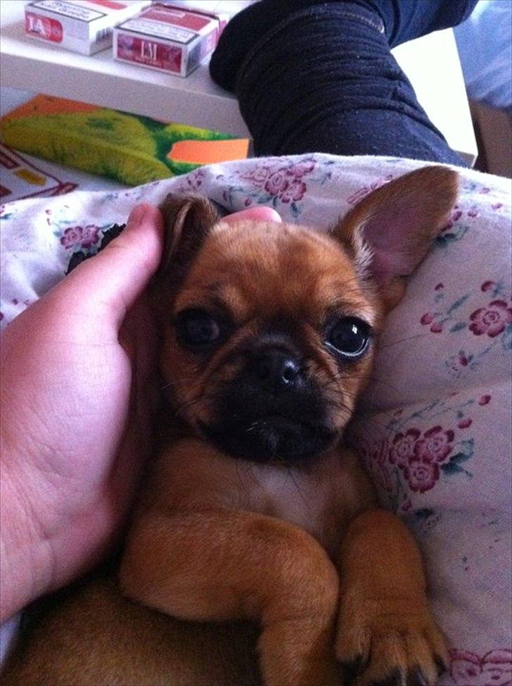 Blanding af racer Freja  - hygger med miiin mor ! billede 2