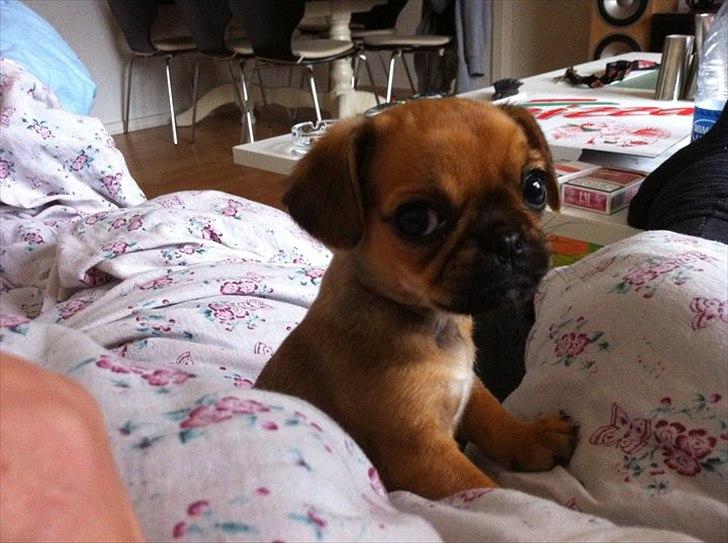 Blanding af racer Freja  - dejlige freja (: billede 3