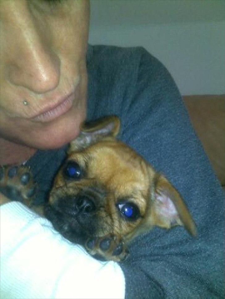 Blanding af racer Freja  - hygger rigtig meget med min mormor' mens min mor og far er i skole ! billede 4